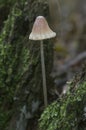 Mycena epipterygia mushroom Royalty Free Stock Photo