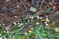 Mycena epipterygia - Stretchy helmet in the forest of Schoeneck in the Saxonian Vogtland