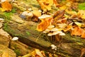 Mycena galericulata Royalty Free Stock Photo