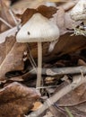 Mycena galericulata, common bonnet mooshroom. Royalty Free Stock Photo