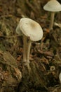 Mycena Galericulata Mushroom