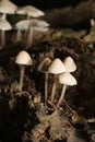 Mycena Galericulata Mushrooms