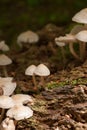 Mycena Galericulata Mushrooms