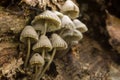 Mycena Galericulata Mushroom