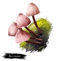 Mycena haematopus, bleeding fairy helmet or burgundydrop bonnet mushroom closeup digital art illustration. Boletus has thin stem Royalty Free Stock Photo