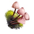 Mycena haematopus, bleeding fairy helmet or burgundydrop bonnet mushroom closeup digital art illustration. Boletus has thin stem Royalty Free Stock Photo