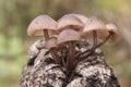 Mycena haematopus bleeding fairy helmet small reddish brown mushroom growing on decaying wood debris with blurred natural green