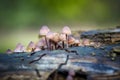 Close-up shot of bleeding fairy helmet mushrooms growing on a decaying tree log