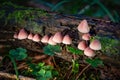 Mycena haematopus Great Blood Helmet fungus mushroom in colourful autumn forest