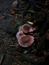 Mycena haematopus grow ot the grup on the ground