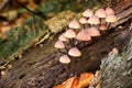 Mycena haematopus. Inedible mushrooms. Royalty Free Stock Photo