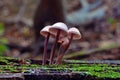 Mycena haematopus mushroom