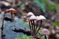 Mycena haematopus mushroom Royalty Free Stock Photo