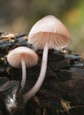 Mycena haematopus mushroom of small size that is common to see growing on decomposing logs Royalty Free Stock Photo