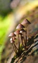 Mycena inclinata Royalty Free Stock Photo
