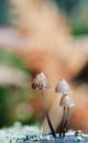 Mycena inclinata Royalty Free Stock Photo