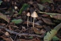 Mycena inclinata or Clustered Bonnet in a botanical garden