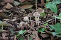 Mycena inclinata or Clustered Bonnet in a botanical garden