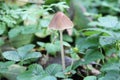 Mycena inclinata or Clustered Bonnet in a botanical garden