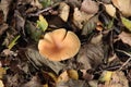 Mycena inclinata or Clustered Bonnet in a botanical garden