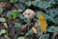 Mycena inclinata or Clustered Bonnet in a botanical garden