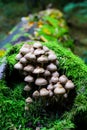 Mycena inclinata on a dead tree trunk in the forest Royalty Free Stock Photo