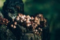 Mycena inclinata mushroom. Cluster of mycena mushrooms on the old stump