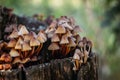 Mycena inclinata mushroom cluster on old rotten stump close-up. A group of brown small mushrooms on a tree on a green background, Royalty Free Stock Photo