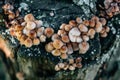 Mycena inclinata mushroom cluster on old rotten stump closeup. A group of brown small mushrooms on a tree on a green background Royalty Free Stock Photo