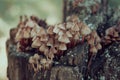 Mycena inclinata mushroom on old stump. Group of brown small mushrooms on a tree. Inedible mushroom mycena