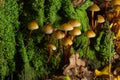 Mycena inclinata mushroom on old stump. Group of brown small mushrooms on a tree. Inedible mushroom mycena. Selective focus