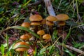 Mycena inclinata mushroom on old stump. Group of brown small mushrooms on a tree. Inedible mushroom mycena. Selective focus Royalty Free Stock Photo