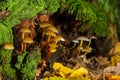 Mycena inclinata mushroom on old stump. Group of brown small mushrooms on a tree. Inedible mushroom mycena. Selective focus Royalty Free Stock Photo