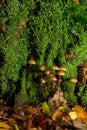 Mycena inclinata mushroom on old stump. Group of brown small mushrooms on a tree. Inedible mushroom mycena. Selective focus