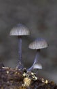 Mycena leptocephala, commonly known as the nitrous bonnet, is a species of fungus in the family Mycenaceae Royalty Free Stock Photo