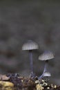 Mycena leptocephala (Mycena metata)commonly known as the nitrous bonnet is a species of fungus in the family Mycenaceae Royalty Free Stock Photo