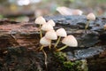 Mycena mushrooms (Mycena renati