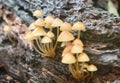 Mycena mushrooms (Mycena renati