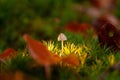 Mycena, poisonous fungi, small saprotrophic mushrooms on dead tr Royalty Free Stock Photo