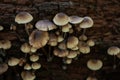 Mycena, poisonous fungi, small saprotrophic mushrooms on dead tree in forest Royalty Free Stock Photo