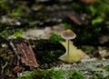 Mycena, poisonous fungi, small saprotrophic mushrooms on dead tree in forest Royalty Free Stock Photo