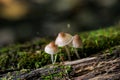 Mycena, poisonous fungi, small saprotrophic mushrooms on dead tree in forest Royalty Free Stock Photo