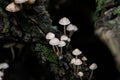 Mycena, poisonous fungi, small saprotrophic mushrooms on dead tree in forest Royalty Free Stock Photo