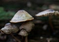 Mycena, poisonous fungi, small saprotrophic mushrooms on dead tree in forest Royalty Free Stock Photo