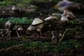 Mycena, poisonous fungi, small saprotrophic mushrooms on dead tree in forest Royalty Free Stock Photo