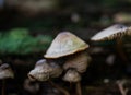 Mycena, poisonous fungi, small saprotrophic mushrooms on dead tree in forest Royalty Free Stock Photo