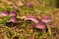 Mycena Pura Mushrooms