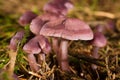 Mycena Pura Mushrooms