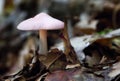 Mycena pura mushrooms in the forest Royalty Free Stock Photo