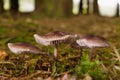 Mycena Pura Mushrooms